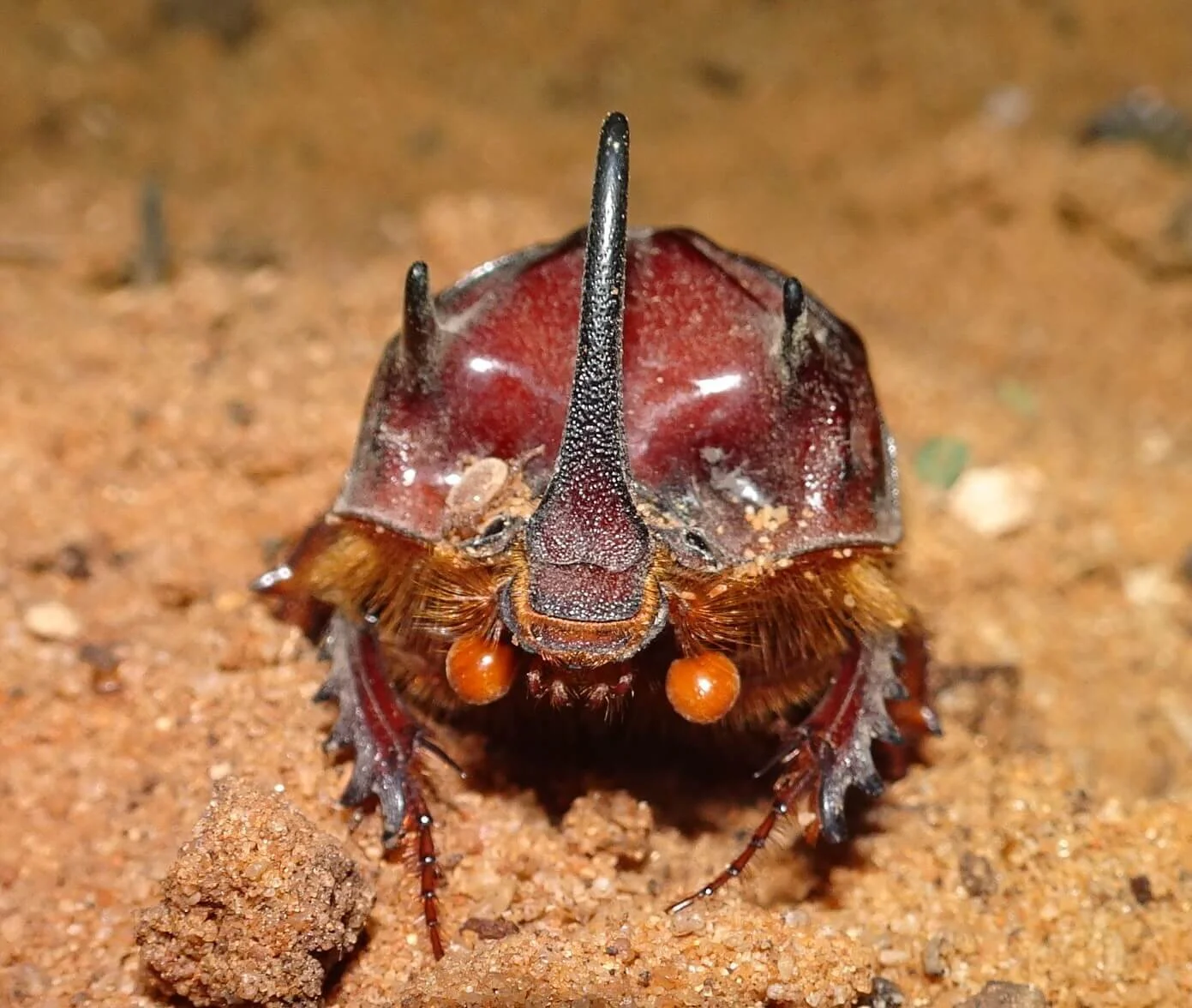 Sand turd beetles — Mallee Conservation Sand turd beetles — Mallee Conservation